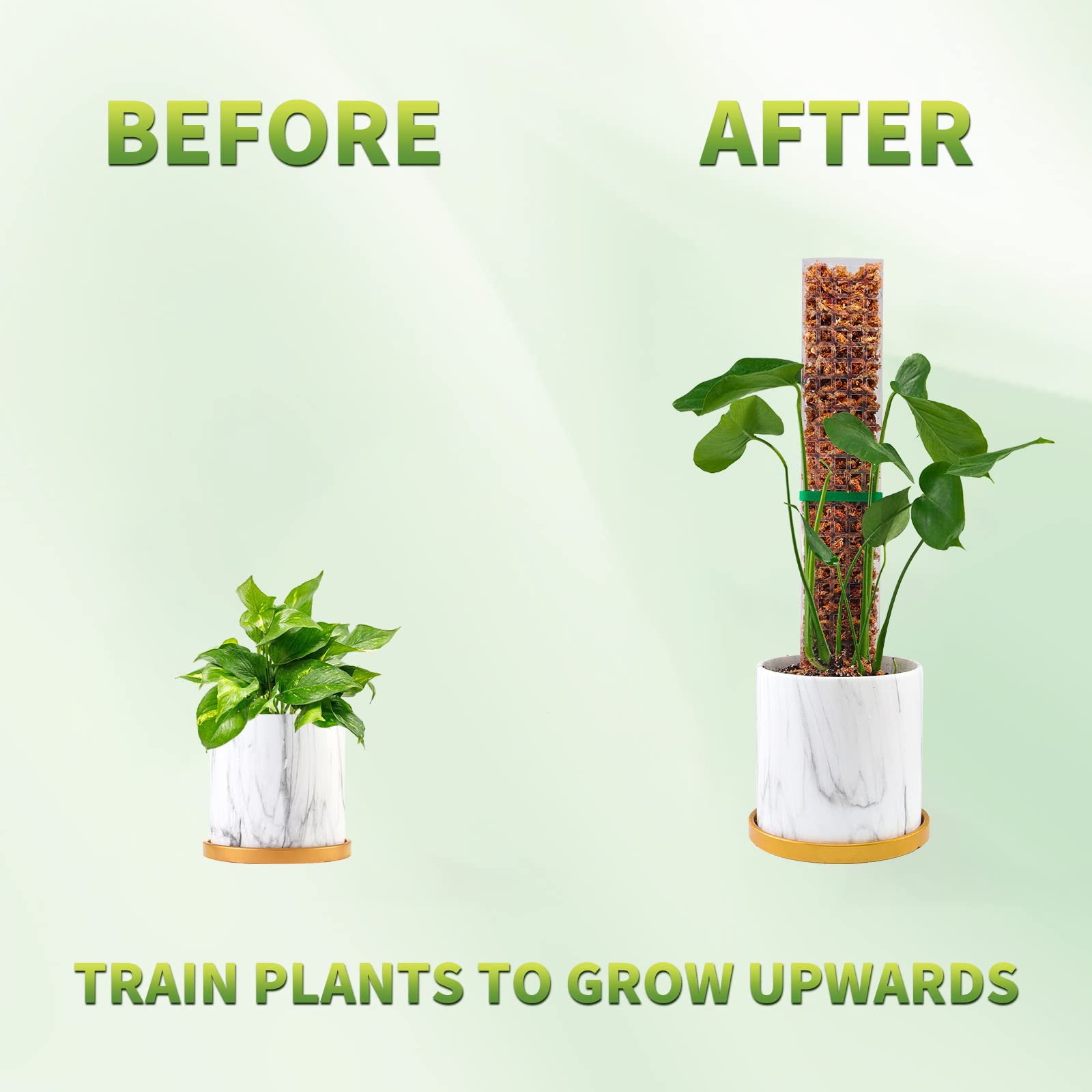 Moss Poles Plants Plant Suppor - Echeveria Succulent reseña y precio