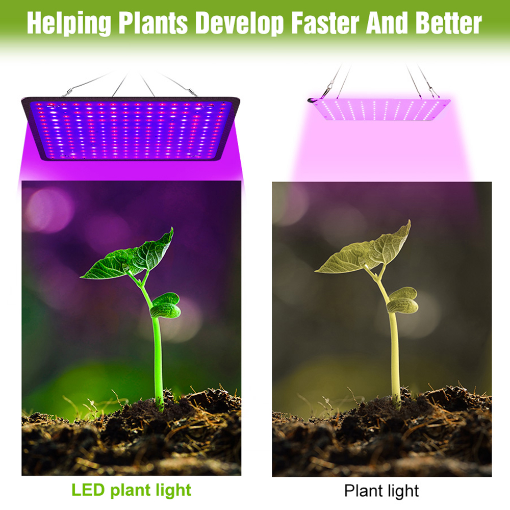 400W LED Grow Light Full Spect - Echeveria Succulent reseña y precio
