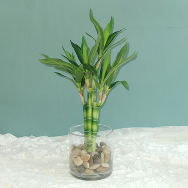 New 40cm rFtificial Lucky Bamb - Echeveria Succulent reseña y precio