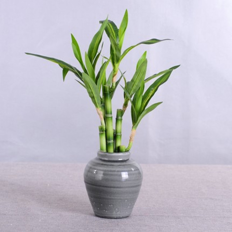 New 40cm rFtificial Lucky Bamb - Echeveria Succulent reseña y precio