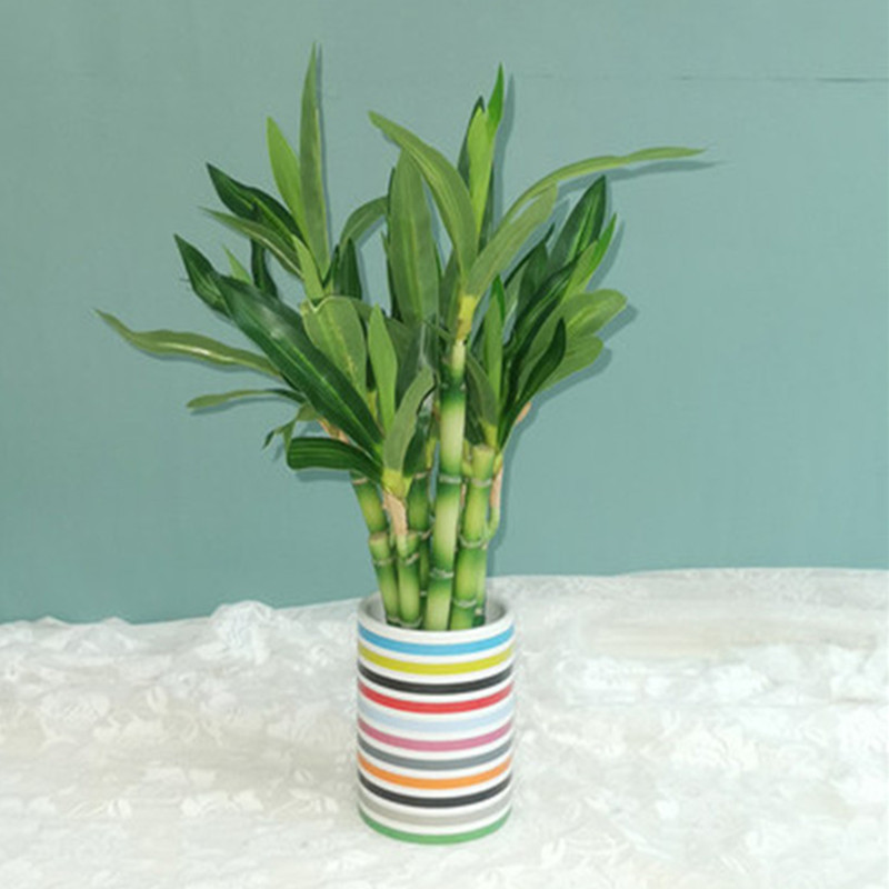 New 40cm rFtificial Lucky Bamb - Echeveria Succulent reseña y precio