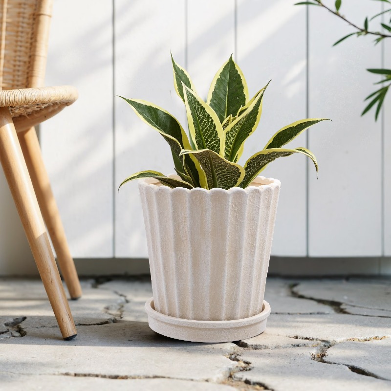 8 Inch Shell Planter Cream Cer - Aloe Vera Pot reseña y precio