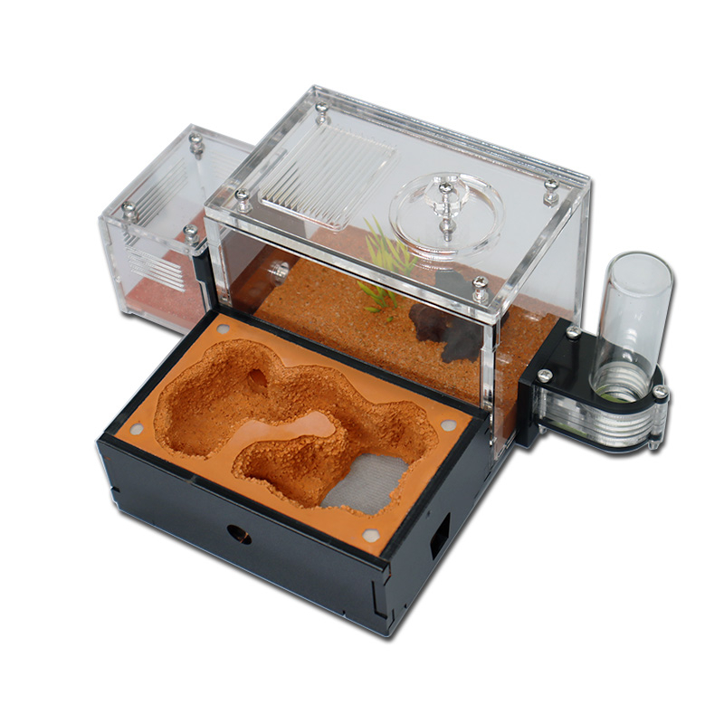 Yellow Soil Ant Farm with Exte - Begonia Rex reseña y precio