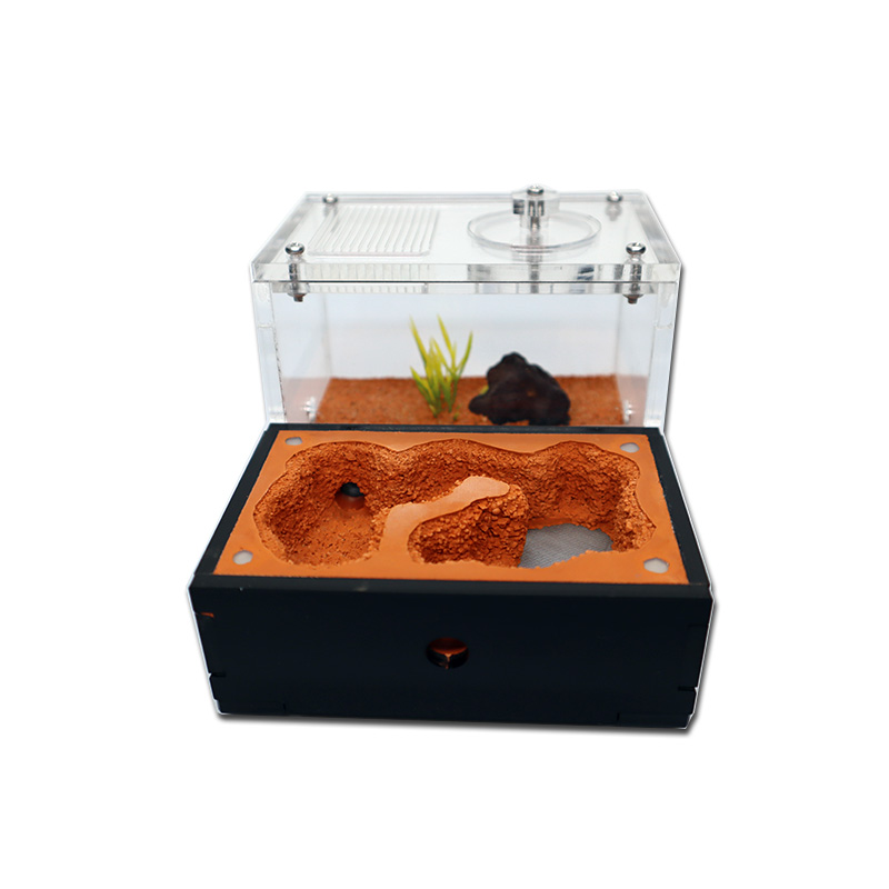 Yellow Soil Ant Farm with Exte - Begonia Rex reseña y precio