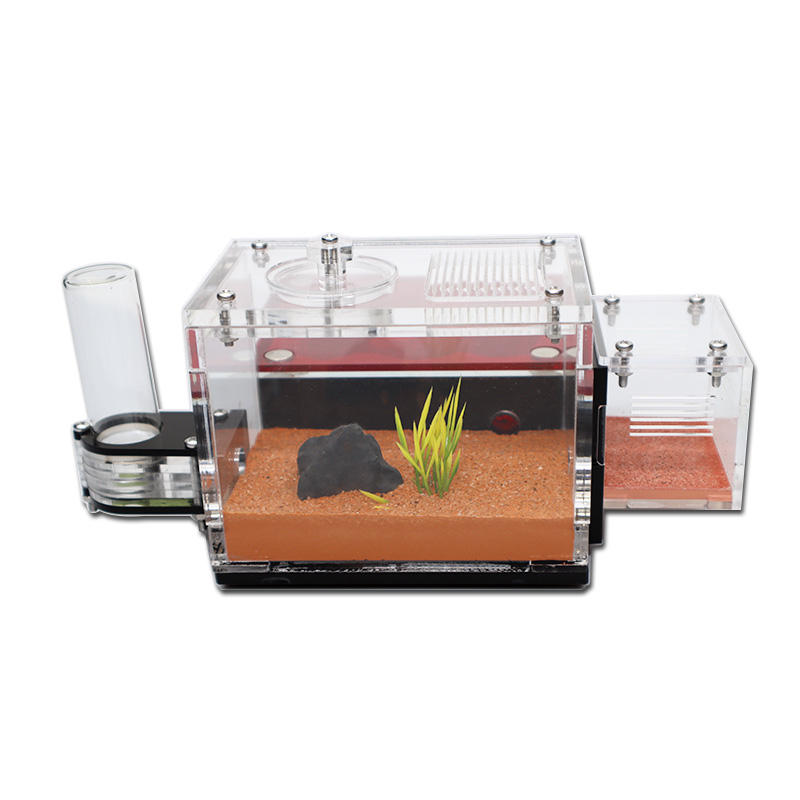 Yellow Soil Ant Farm with Exte - Begonia Rex reseña y precio