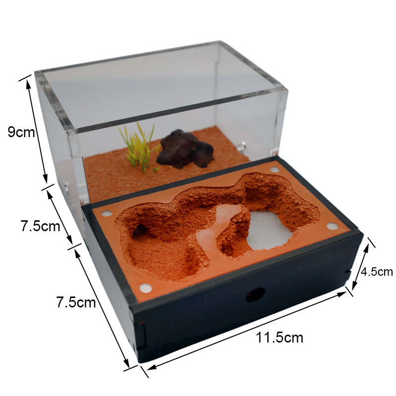 Yellow Soil Ant Farm with Exte - Begonia Rex reseña y precio