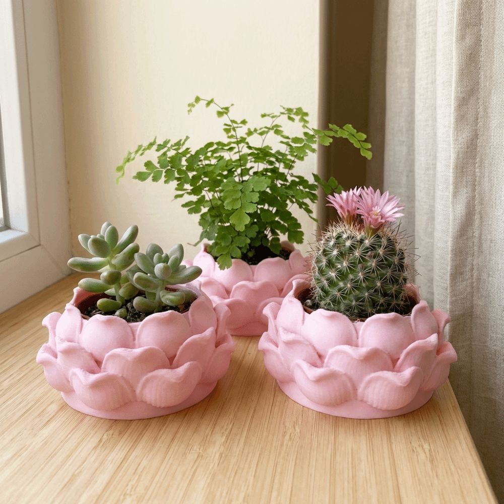 Lotus Shaped Succulent Plant P - Echeveria Succulent reseña y precio