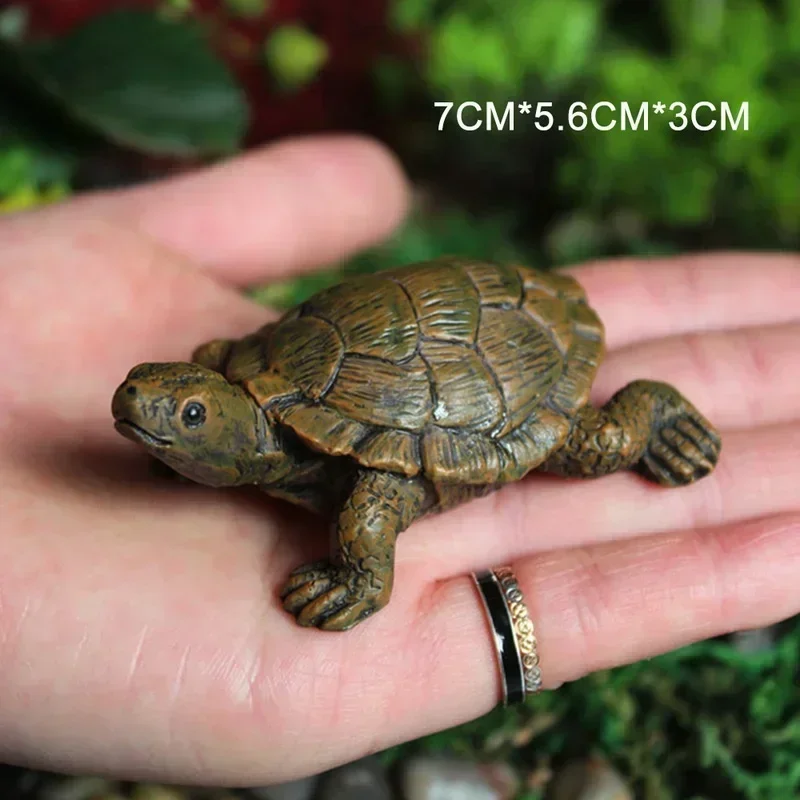 Simulation of Small Turtle Res - Echeveria Succulent reseña y precio