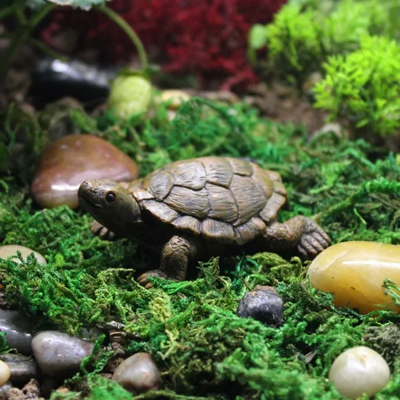 Simulation of Small Turtle Res - Echeveria Succulent reseña y precio