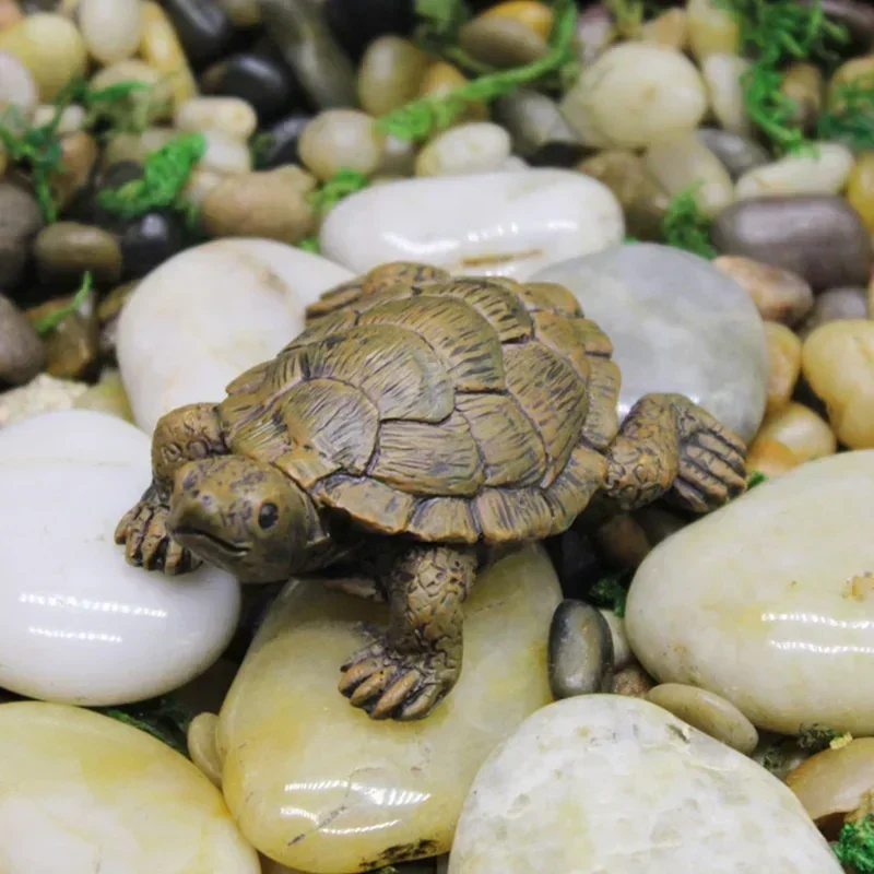Simulation of Small Turtle Res - Echeveria Succulent reseña y precio