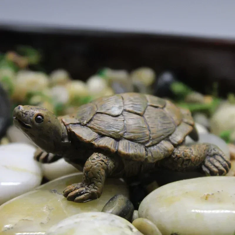 Simulation of Small Turtle Res - Echeveria Succulent reseña y precio