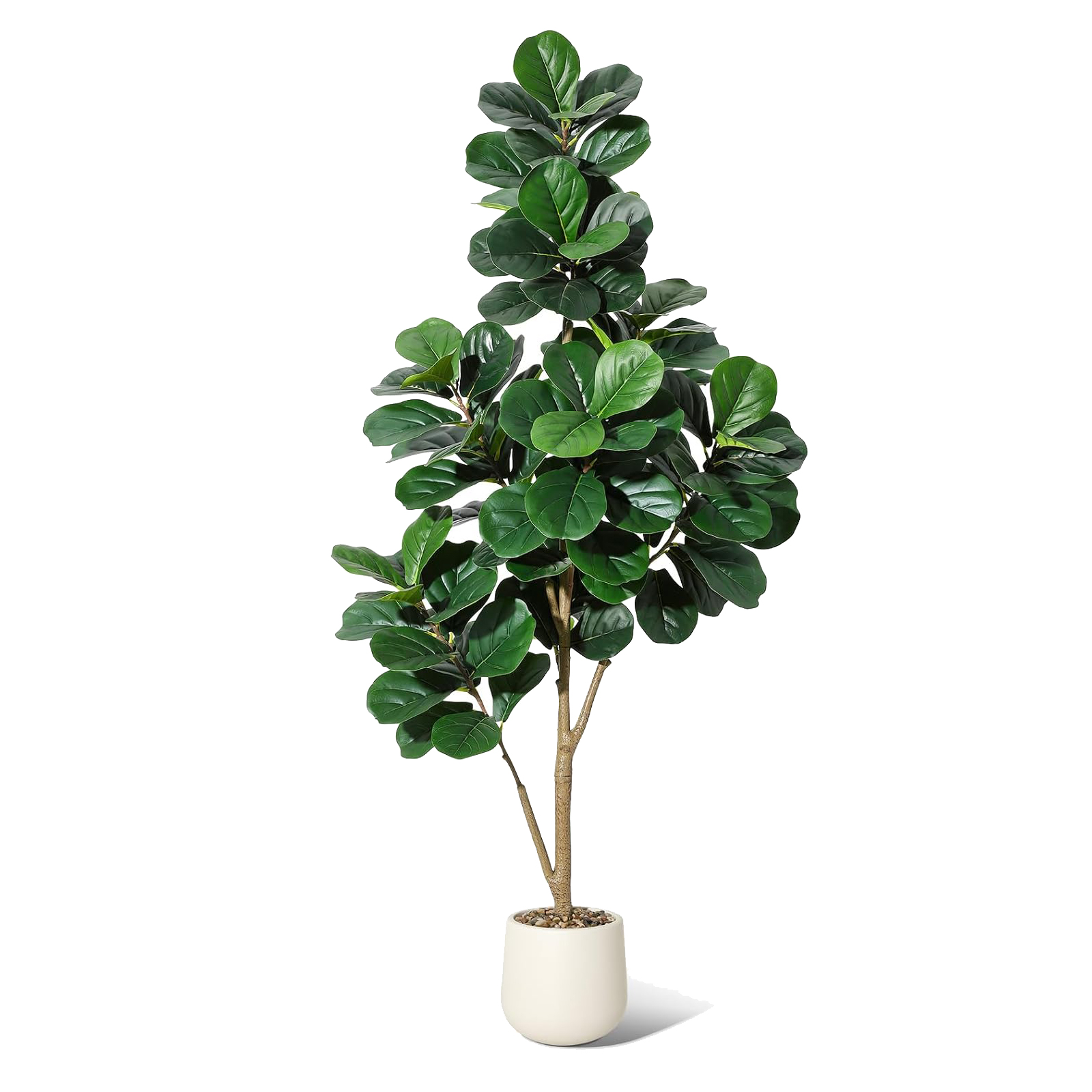 4-7 FT Fiddle Leaf Fig Tree Ar - Ficus Lyrata Tree reseña y precio