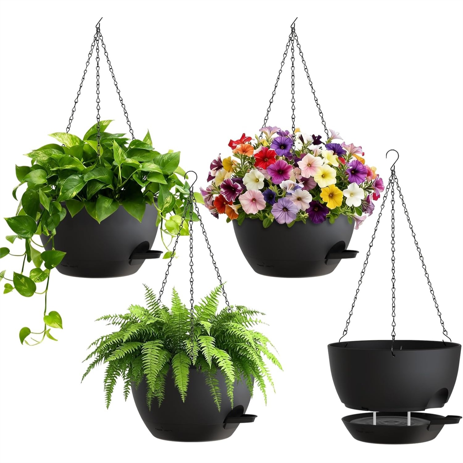 8 Inch Self Watering Hanging P - Spider Plant Hanging reseña y precio