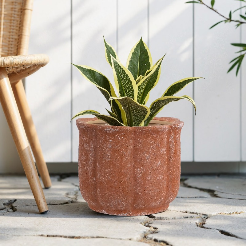 8in Terracotta Flower Planter  - Aloe Vera Pot reseña y precio