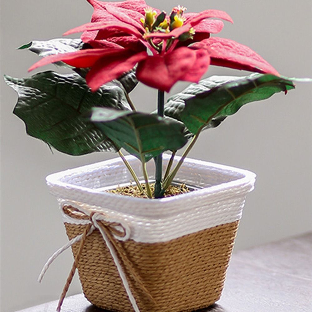 Paper Rope Braided Braided Flo - Aloe Vera Pot reseña y precio