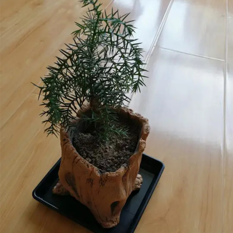Imitation Wooden Stakes Tree R - Echeveria Succulent reseña y precio