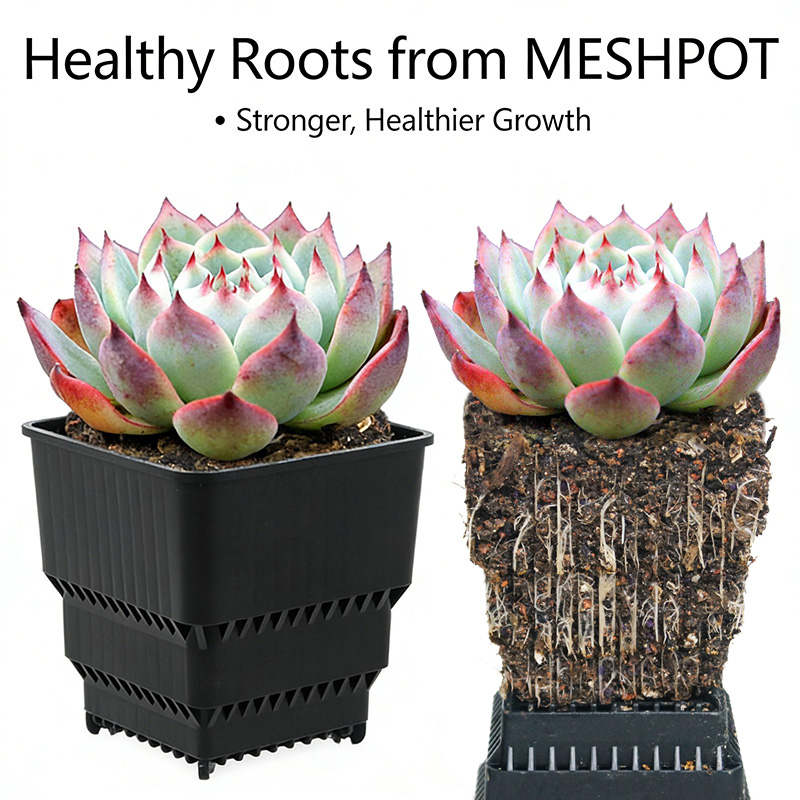 MESHPOT 6-Pack Square Pots for - Echeveria Succulent reseña y precio