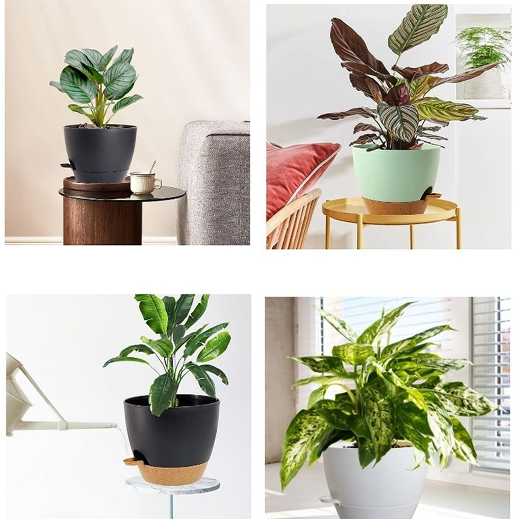 5piece Indoor Flower Pots With - Aloe Vera Pot reseña y precio