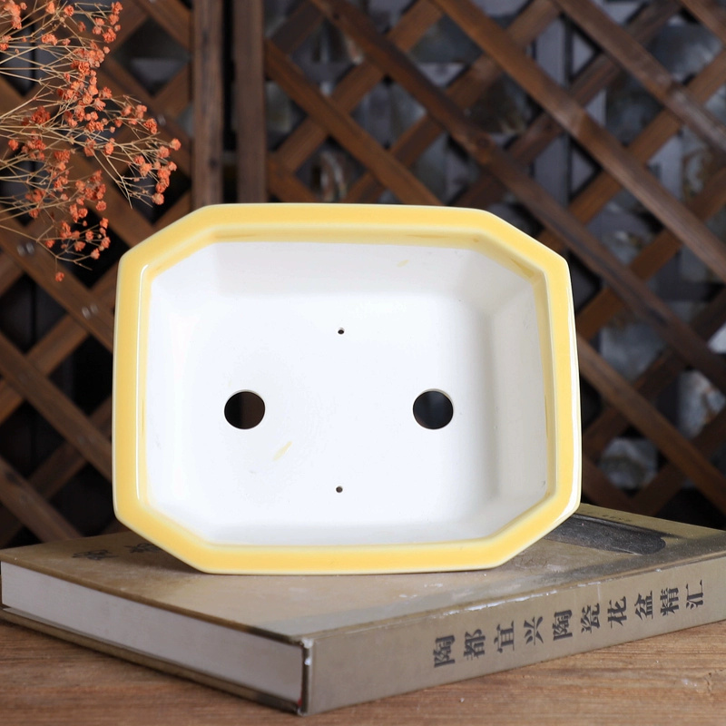 Porcelain Rectangle Bonsai Pot - Pilea Peperomioides reseña y precio
