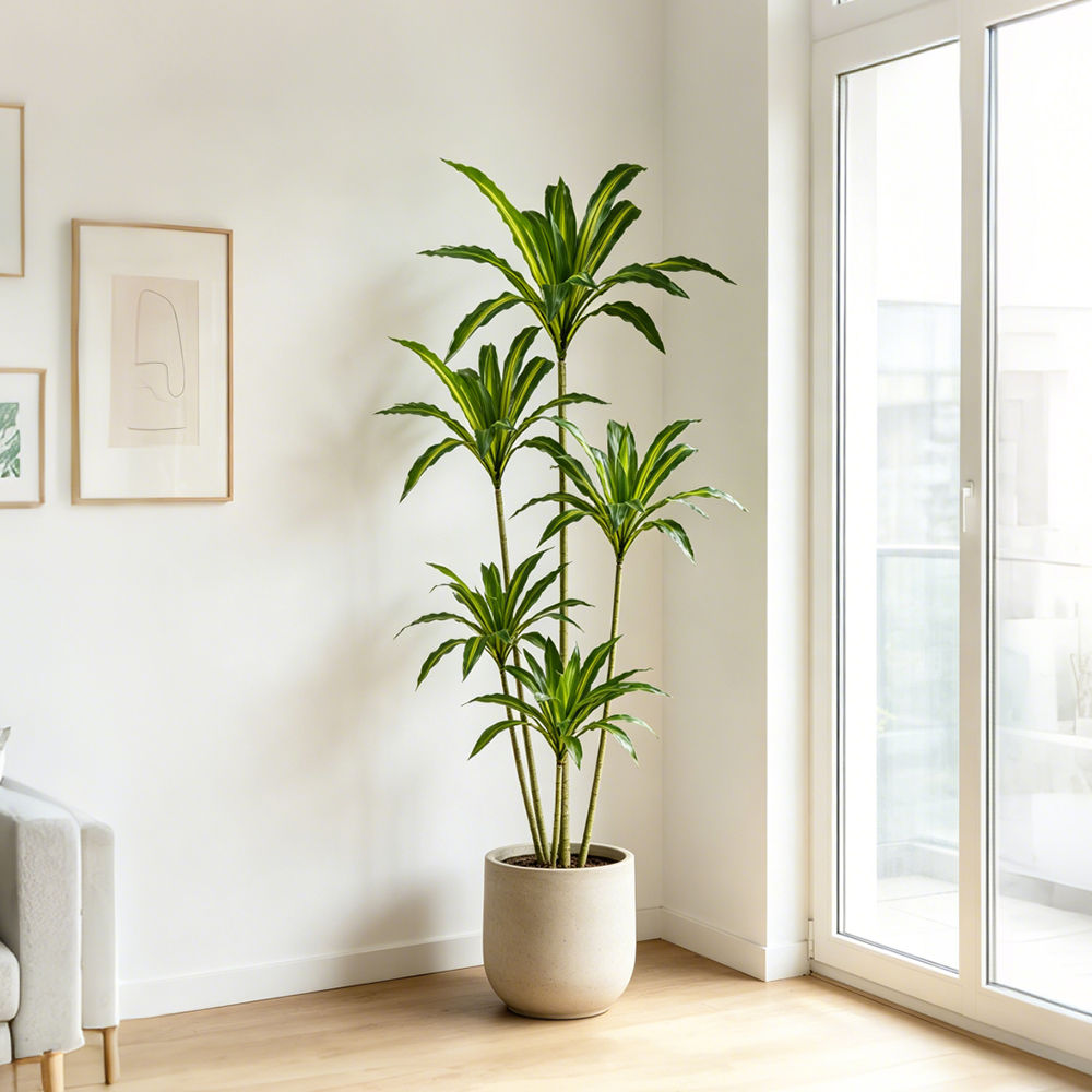 80-165cm Large Artifcial Draca - Dracaena Marginata reseña y precio