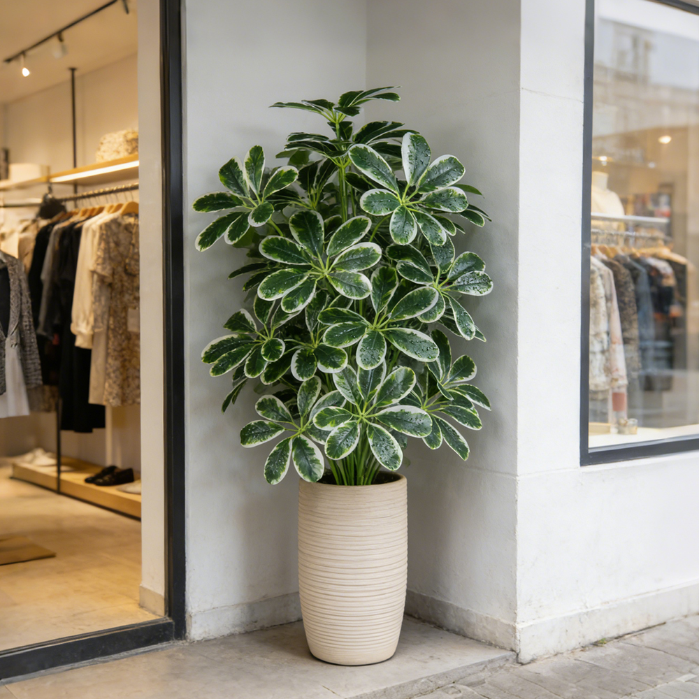50-75cm Artifficial Maranta Pl - Dracaena Marginata reseña y precio
