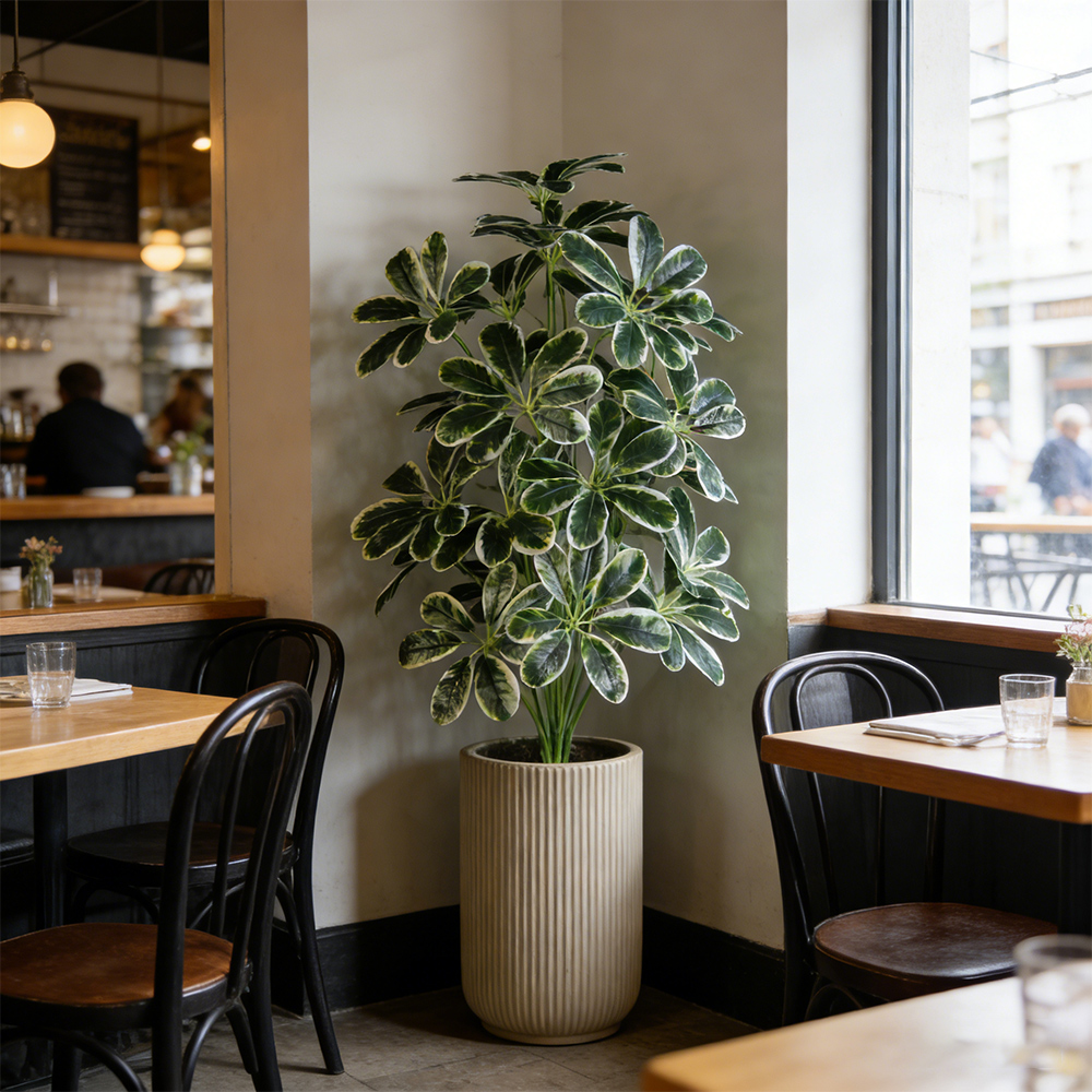 50-75cm Artifficial Maranta Pl - Dracaena Marginata reseña y precio
