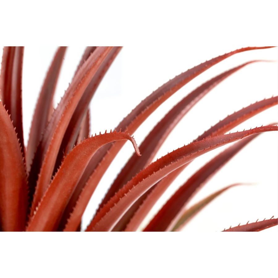 Hyper Realistic Big Red Artifi - Aloe Vera Pot reseña y precio