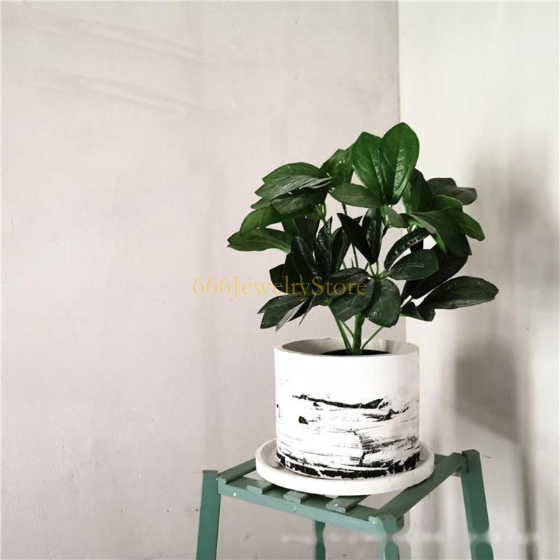 F2TD Large Round Concrete Flow - Echeveria Succulent reseña y precio
