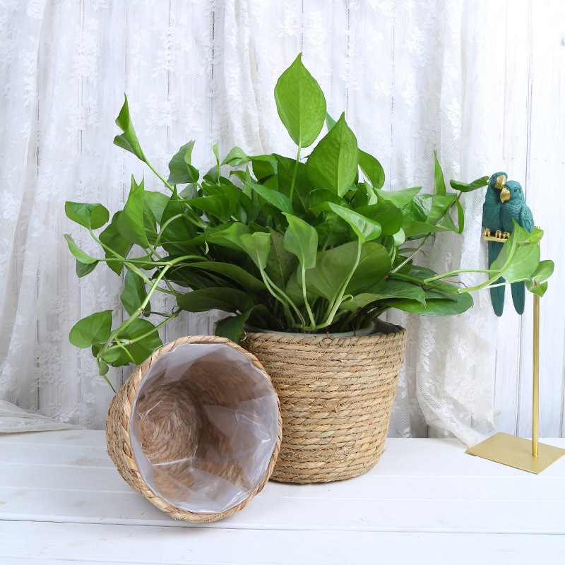 Straw Weaving Flower Plant Pot - Aloe Vera Pot reseña y precio