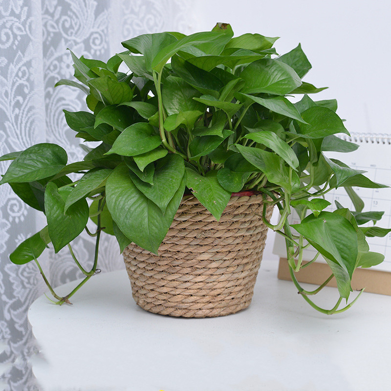 Straw Weaving Flower Plant Pot - Aloe Vera Pot reseña y precio