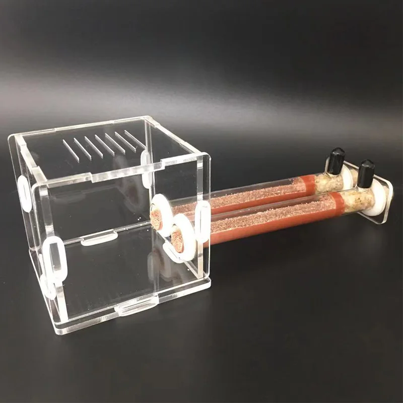 DIY Various Size Ant Farm Bamb - Begonia Rex reseña y precio