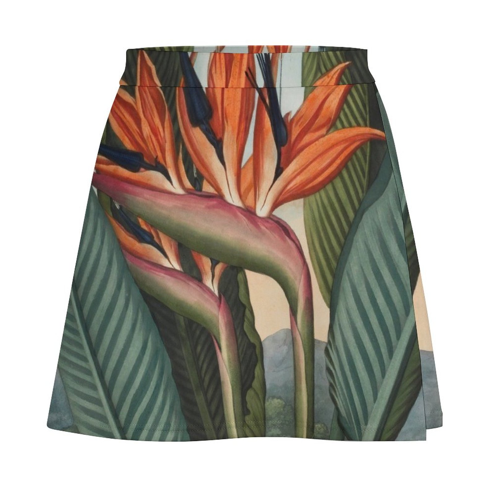 Botanical illustration: Bird o - Bird Paradise Strelitzia reseña y precio