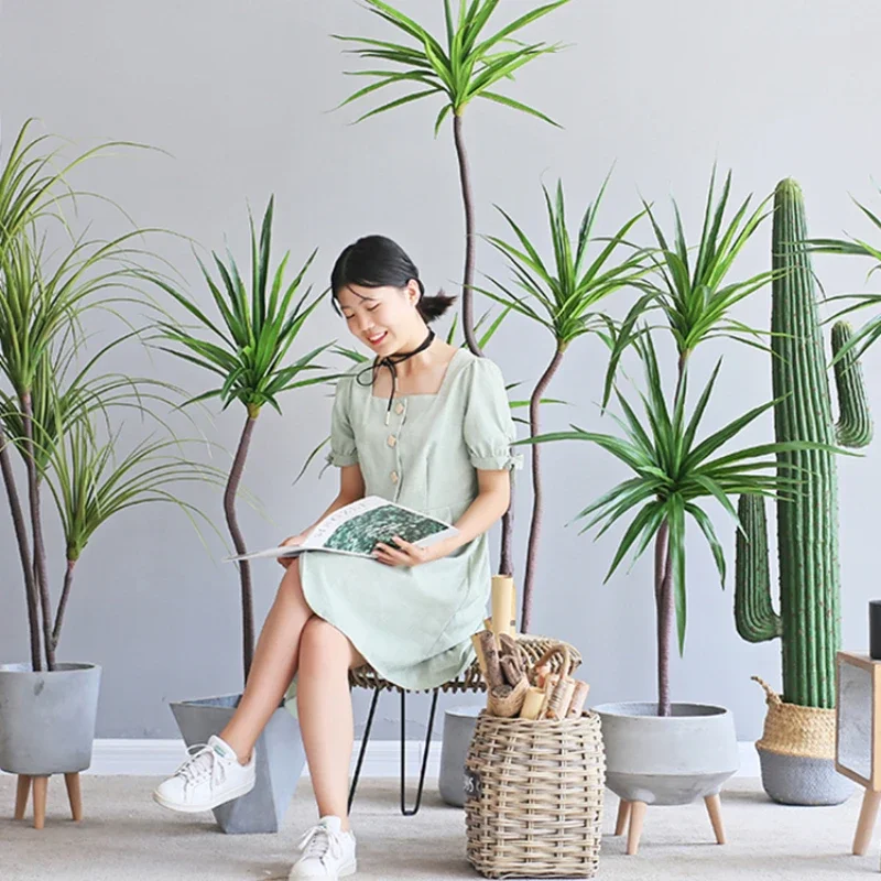 Simulation Plant Dracaena Marg - Dracaena Marginata reseña y precio