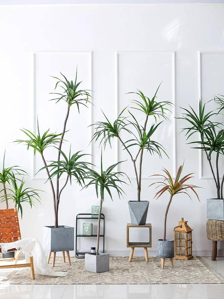 Simulation Plant Dracaena Marg - Dracaena Marginata reseña y precio