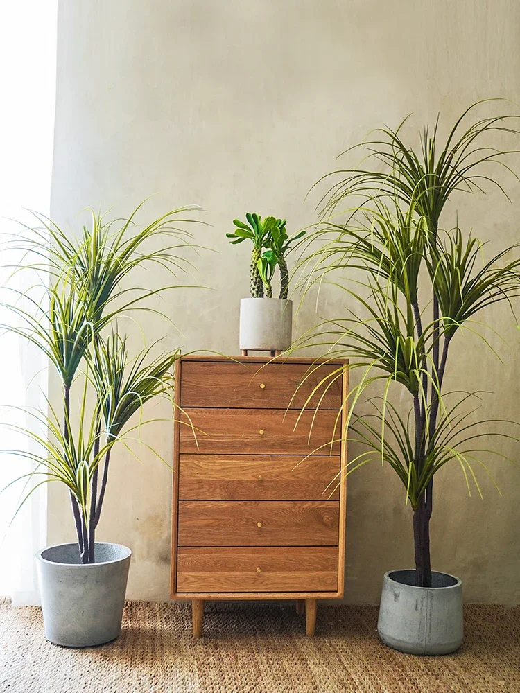 Simulation Plant Dracaena Marg - Dracaena Marginata reseña y precio