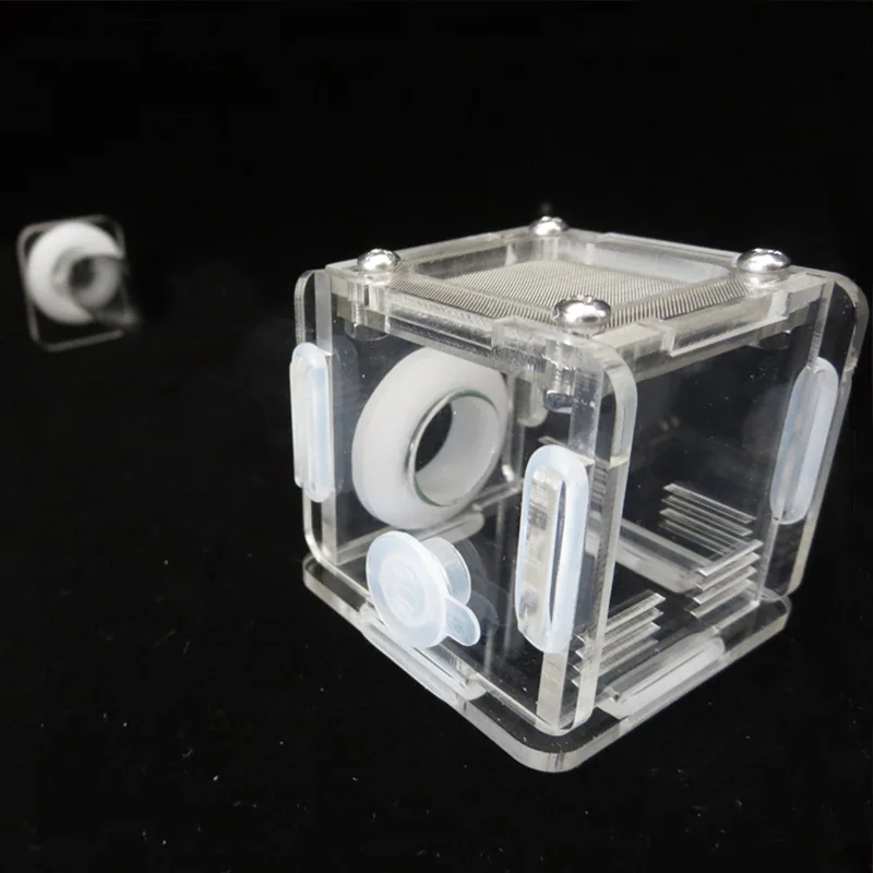 DIY Various Size Ant Farm Bamb - Begonia Rex reseña y precio