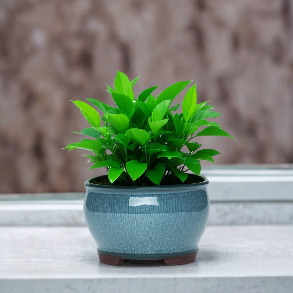 Ceramic Garden Planter Pots Ce - Aloe Vera Pot reseña y precio