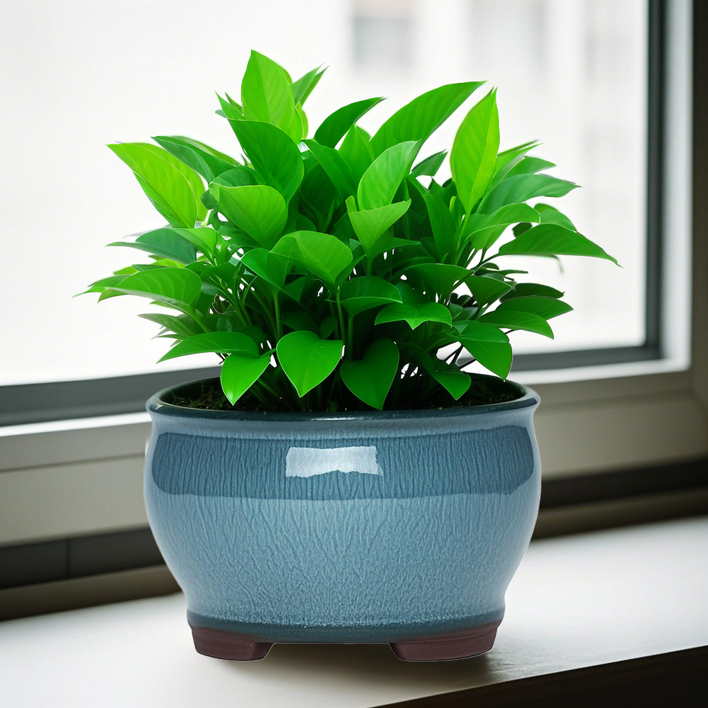 Ceramic Garden Planter Pots Ce - Aloe Vera Pot reseña y precio
