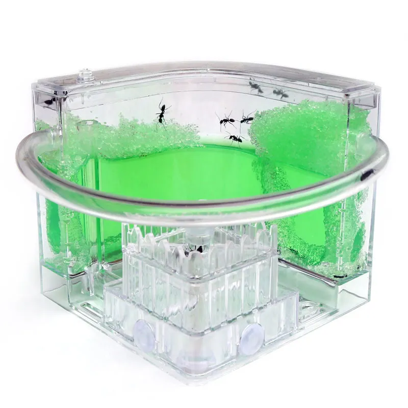 Ant Workshop Roller Coaster Ec - Begonia Rex reseña y precio