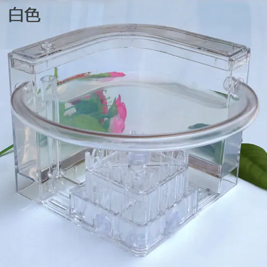 Ant Workshop Roller Coaster Ec - Begonia Rex reseña y precio