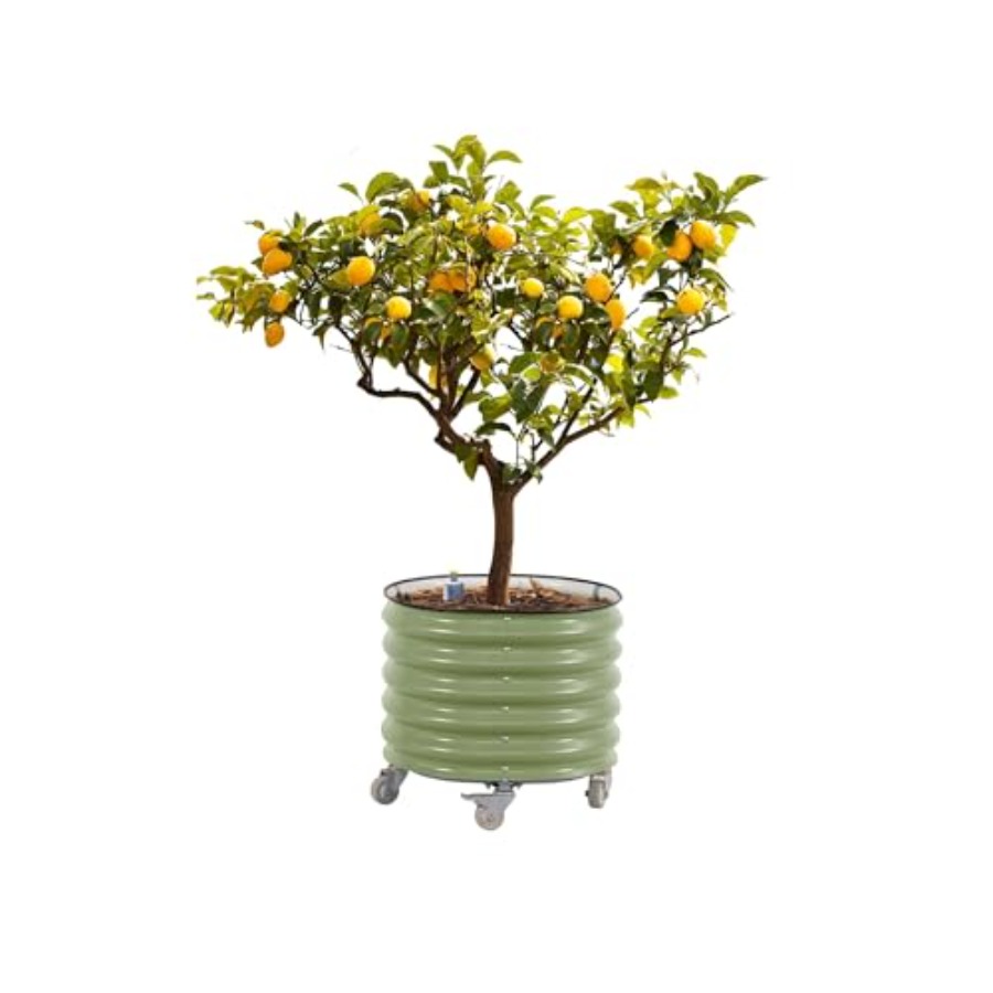 Self-Watering Rolling Metal Ci - Aloe Vera Pot reseña y precio