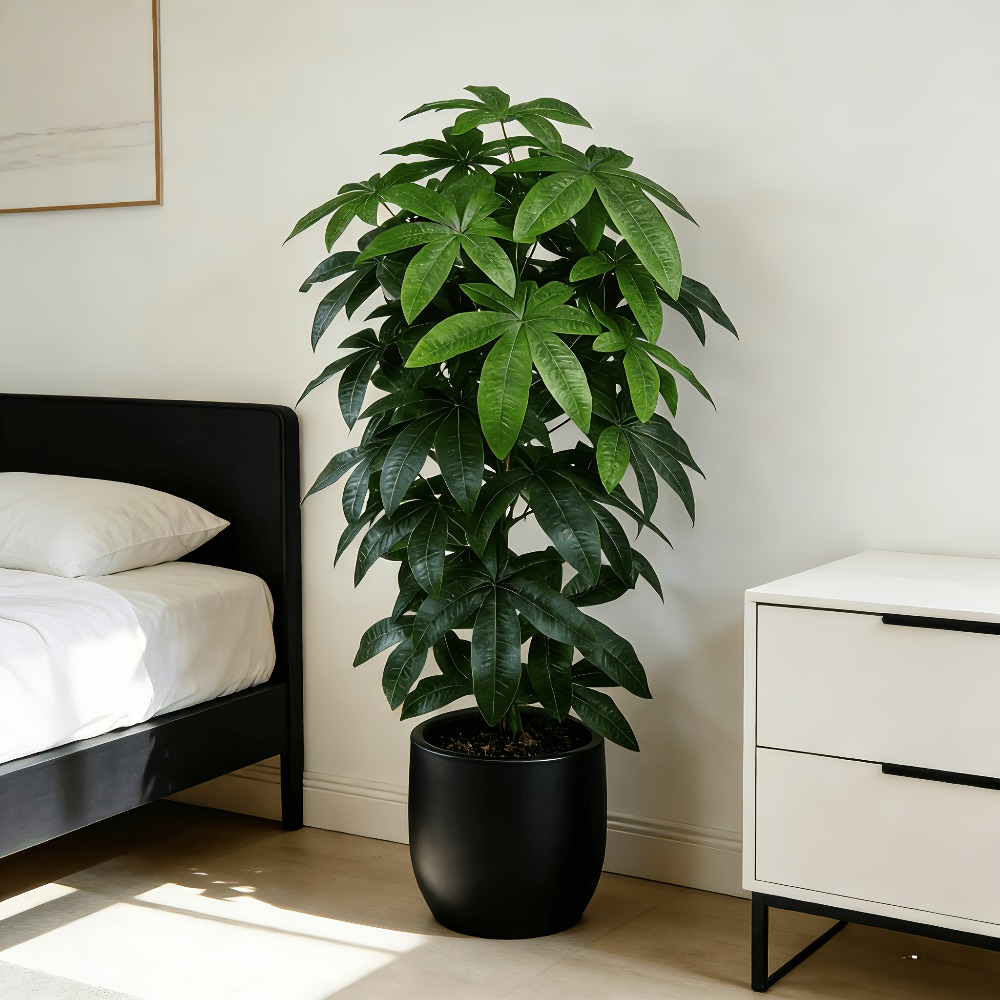 An Artificial Money Tree Pachi - Dracaena Marginata reseña y precio
